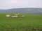 Landscape example Hill landscape with Belgian White-Blue cows