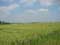 Vue de paysage exemple Paysage Plein de blé