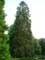 Tree example Spruce-fir