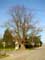 Chapel and lime-tree (in Issegem (Balegem))