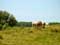 Lanscape with farmer horses