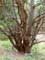 Tree example Pine