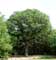 Old oak close to 1000 year old oak