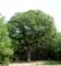 Tree example Old oak close to 1000 year old oak