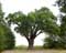 Thousand year old oak