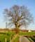 Tree example The Oak (in Melden)