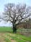 Tree example Hulsonniaux Oak