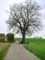 Arbre exemple Bel Arbre ( Duisburg)