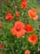 Bloemen voorbeeld Weg met klaprozen