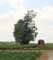 Arbre exemple Tilleul de la Fontaine-qui-Bout