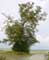 Tree example Linde van Ronvaux