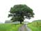 Arbre exemple Boom