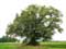 Tree example Lime Tree of the Motte (in Bodegne)