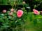 Bloemen voorbeeld Kanegem Pink roos