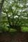 Arbre rare