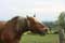 Landscape with Horse