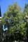 Tree in Passadiso's house (Case Passadio)