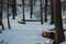 Le banc du bois de Lauzelle sous la neige