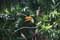 Tucan dans zoo de manilla