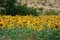 Field of Sunflowers