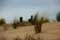 Dunes Grass