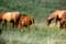 Animaux exemple Chevaux en Vratsa Balkan