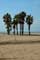 Strand met Palmbomen