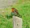 Dieren voorbeeld Roodborstje