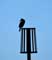Pole with Bird