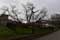 Catalpa Tree