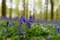 Flowers example Halle Forrest and bluebells