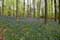 Landscape example Halle Forrest and bluebells