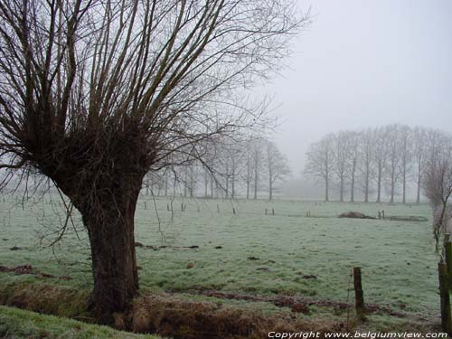 Foggy landscape with pollard-willow KAPELLEN picture 