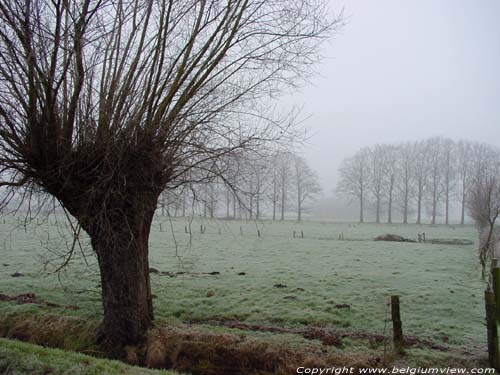 Foggy landscape with pollard-willow KAPELLEN / BELGIUM 