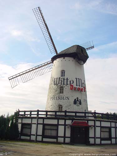 De Witte Molen AARSCHOT foto Achterzijde molen uit oosten