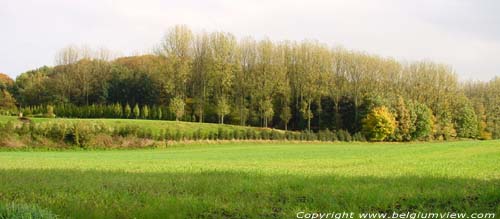 Weide met bomen achteraan GREZ-DOICEAU / BELGIQUE 