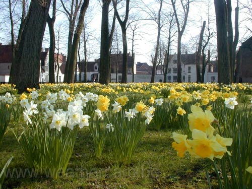 Beguinage Ten Wijngaerde BRUGES / BELGIQUE 