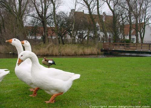 Spermaliehof MANNEKENSVERE in MIDDELKERKE / BELGI Ganzen