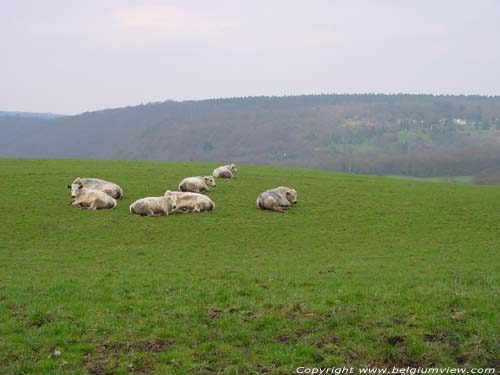 Landschap met dikbillen (Witblauw rundvee) ESNEUX / BELGI  