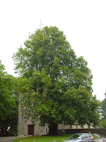 Sint-tiennekerk van Waha MARCHE-EN-FAMENNE foto Oude linde