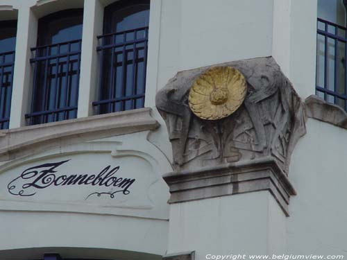 Zonnebloem (tournesol) BERCHEM / ANVERS photo 