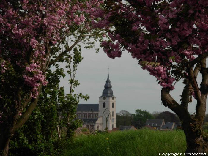 Saint-Gorgonus' church HOEGAARDEN picture 