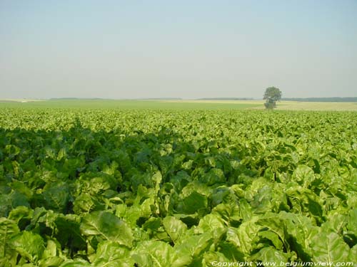 Landscape FRASNES-LEZ-GOSSELIES in LES BONS VILLERS / BELGIUM 