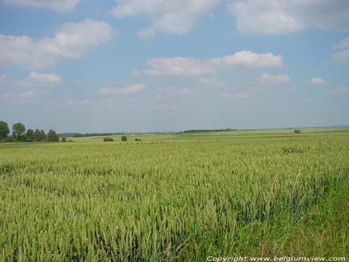 Landscape full of corn RAGNIES in THUIN / BELGIUM 