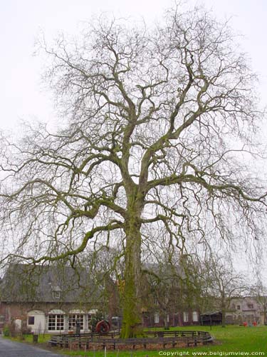 Kasteel van Rumbeke ROESELARE / BELGI 