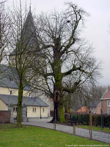 Eeuwenoude kastanjelaar WALSHOUTEM  LANDEN / BELGIQUE 