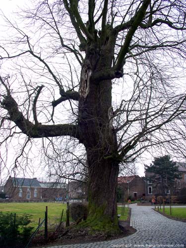 Eeuwenoude kastanjelaar WALSHOUTEM in LANDEN / BELGIUM 