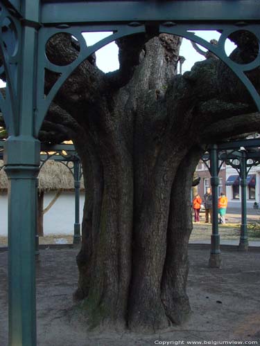 17th century tree WESTERLO / BELGIUM 