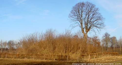 Kokkartstombe TONGEREN / BELGIUM 