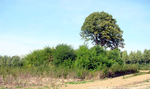 Kokkartstombe TONGEREN / BELGI 